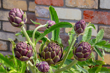 Globe artichoke plants growing in walled vegetable garden. Ingredient of gourmet cuisine.