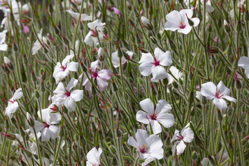 Geranium maderense Guernsey White. Rare white cultivar of Madeira cranesbill. Large evergreen biennial or short-lived perennial with masses of flat white flowers, with dark pink central eyes.