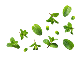 Fresh, vibrant green mint leaves and sprigs with distinct veins, serrated edges, scattered artfully on transparent background, top-down, copy space, concept of natural purity