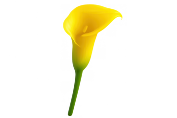 Yellow calla lily blossom with a bright green stem, a symbol of elegance and purity, presented with a transparent background