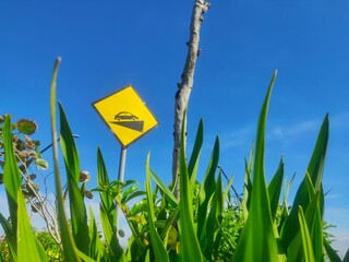 A yellow traffic sign warning of a downhill slope with a car image, framed by tall green plants and...