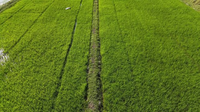 Aerial view of rice paddy field in Chiang Rai province of Thailand. Thailand has a strong tradition of rice production. It has the fifth largest amount of rice cultivation in the world.
