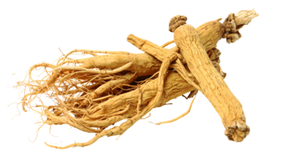 Close-up studio shot of a collection of dried root-like botanical specimens, with an irregular shape and a light brown hue