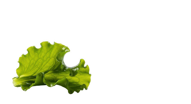 Pristine, vibrant green Ulva lactuca (sea lettuce) with ruffled edges, isolated on a transparent background, soft diffused lighting, concept of natural health and sustainable nutrition