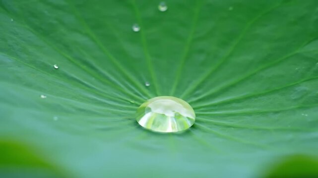 Close-up of a single water droplet on a green lotus leaf with radial veins and additional droplets, against a blurred leaf background with a shallow depth of field.