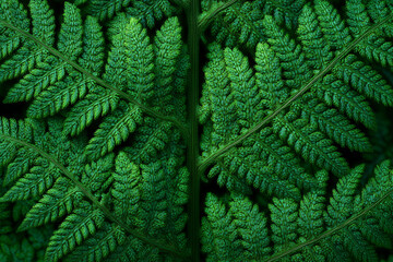 Close-up of fresh green fern leaves with natural texture, symbolizing nature, growth, and tropical freshness