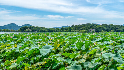Lush Lotus Pond Under Blue Sky with Mountains