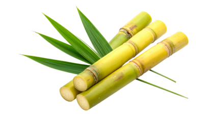 Close-up studio shot of sugarcane stalks, light yellow color, with fresh green leaves. The stems have a rough texture