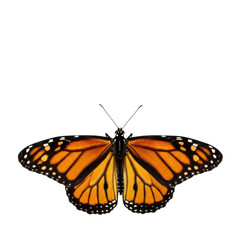 Fototapeta premium Monarch butterfly, vibrant orange, black, white markings, wings spread on transparent background, copy space. Top-down macro, soft light, concept of natural beauty and biodiversity