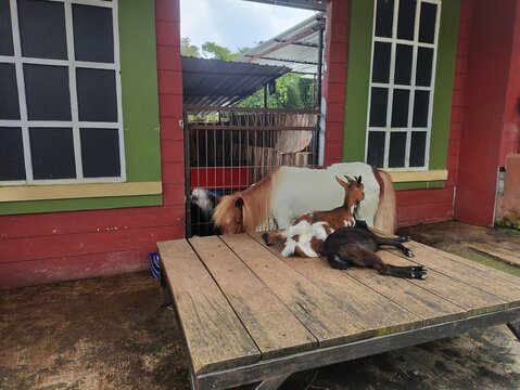 Horse and goat at the zoo