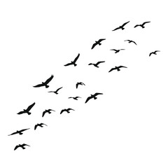 Fototapeta premium Silhouetted Flock of Birds in Flight - Nature and Freedom Aesthetic