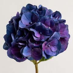 Dark Purple And Blue Hydrangea Close Up