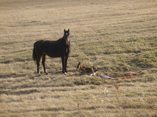 A newborn foal lies next to its mother horse on a grass field
