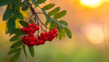 Close-up of vibrant red rowan berries on a branch with a soft, sunlit autumn background.