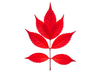 Vibrant red leaf branch isolated on transparent background with multiple pointed leaflets