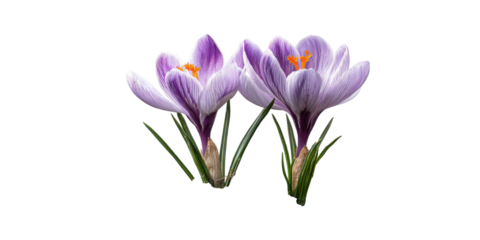 Pair of striped crocus blossoms, orange stamen on black