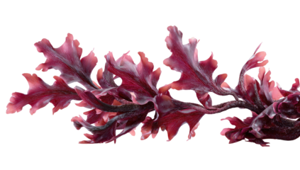 Crimson seaweed frond with intricate, undulating edges