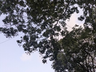 Tree Canopy Patterns Against Sky in Ahmedabad