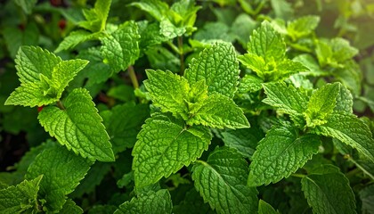 Vibrant Green Mint Leaves Close-up Macro Photography.