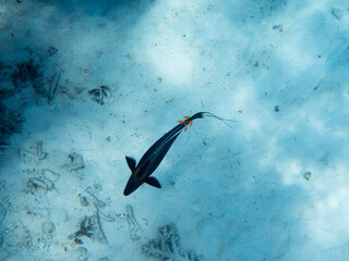 波照間島の海中風景とミヤコテングハギ
