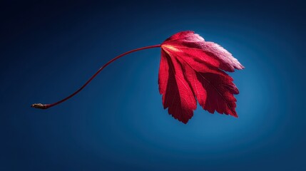 Single Red Autumn Leaf With Water Droplets Against A Dark Blue Gradient Background Studio Shot