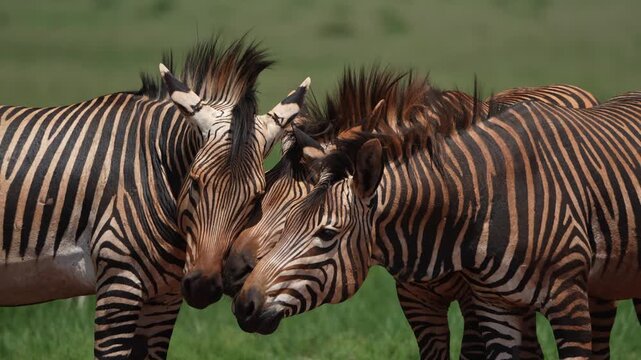 Cinematic slow-motion footage of zebras running and interacting in the African bushveld, capturing dynamic movement, social behavior, and natural beauty under golden daylight during a safari gamedrive
