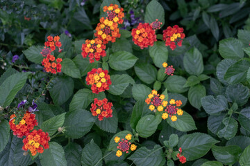 Lantana camara in bloom. The flowers are clustered in clusters and change color as they mature,...