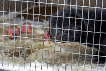 black weasel in cage