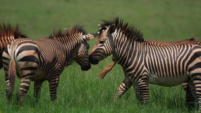 Cinematic slow-motion footage of zebras running and interacting in the African bushveld, capturing dynamic movement, social behavior, and natural beauty under golden daylight during a safari gamedrive