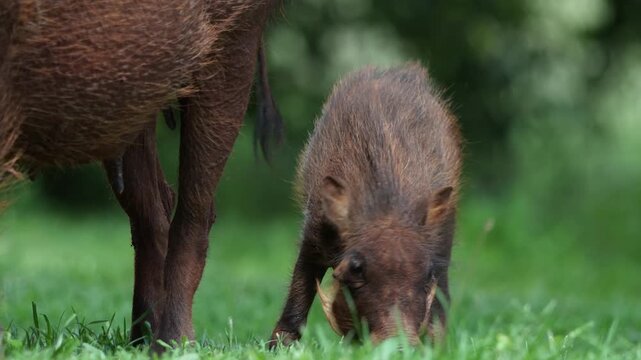 Adorable baby warthog grazes close to its mother in the African bushveld, capturing tender maternal bonding, natural foraging, and playful innocence under golden daylight during a safari game drive.