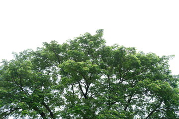 The tree that towers high into the sky is very beautiful, suitable for a background