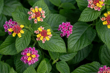 Lantana camara in bloom. The flowers are clustered in clusters and change color as they mature,...