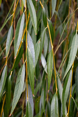 A hybrid of the golden-haired willow (Salix × sepulcralis 'Chrysocoma'), also known as the white willow 'Tristis' (Salix alba 'Tristis'). This hybrid is distinguished by its bright golden-yellow © Vladimir