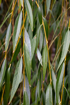 A hybrid of the golden-haired willow (Salix &times; sepulcralis 'Chrysocoma'), also known as the white willow 'Tristis' (Salix alba 'Tristis'). This hybrid is distinguished by its bright golden-yellow