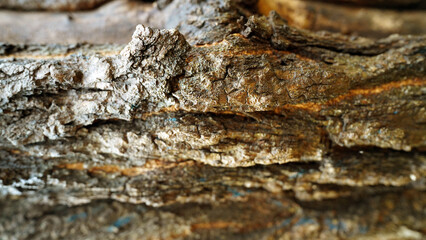 Detailed Texture of Thick Bark on Ulmus thomasii Tree Trunk