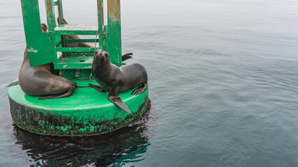 Wild fur seals are resting. The animals are calmly sitting on an ocean buoy, spreading their...