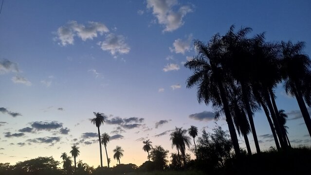 Silhouette of palm trees against a beautiful sunset sky with soft clouds. - Powered by Adobe