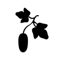 orchid isolated on white