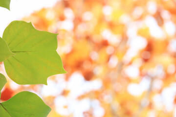 ユリノキの葉　バックグラウンド