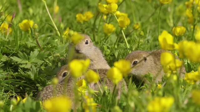 Footage captures a group of four young European ground squirrels (Spermophilus citellus), also known as susliks, emerging from their burrow and standing together amidst lush green grass and vibrant ye
