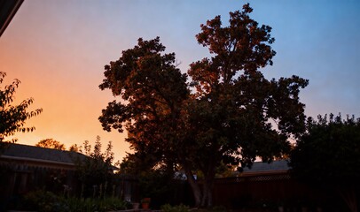 ゴールデンアワーの暖かな日差しに照らされた裏庭をローアングルで捉えた自然な住宅ガーデン写真