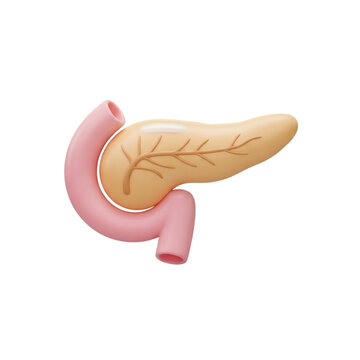 Anatomical illustration of a human pancreas with blood vessels on transparent background