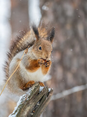 Obraz premium The squirrel with nut sits on tree in the winter or late autumn