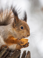 Obraz premium The squirrel with nut sits on tree in the winter or late autumn