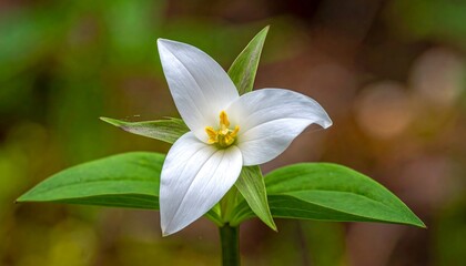 Close-up of a delicate white trillium flower blooming in a forest setting.