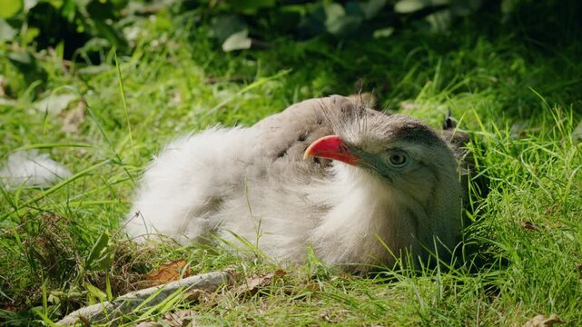 Rare kagu bird resting on green grass in natural habitat, exotic wildlife species endemic to New Caledonia