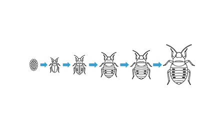 Biological diagram showing the sequential growth stages of a bed bug from tiny eggs to a fully developed adult insect.