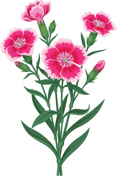 dianthus chinensis