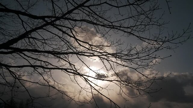 どんよりとした雲と太陽を背景に枯れ枝のシルエット
