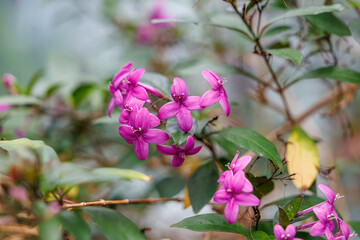 Fototapeta premium Close-up photo of purple Pseuderanthemum flowers (Pseuderanthemum carruthersii) in bloom